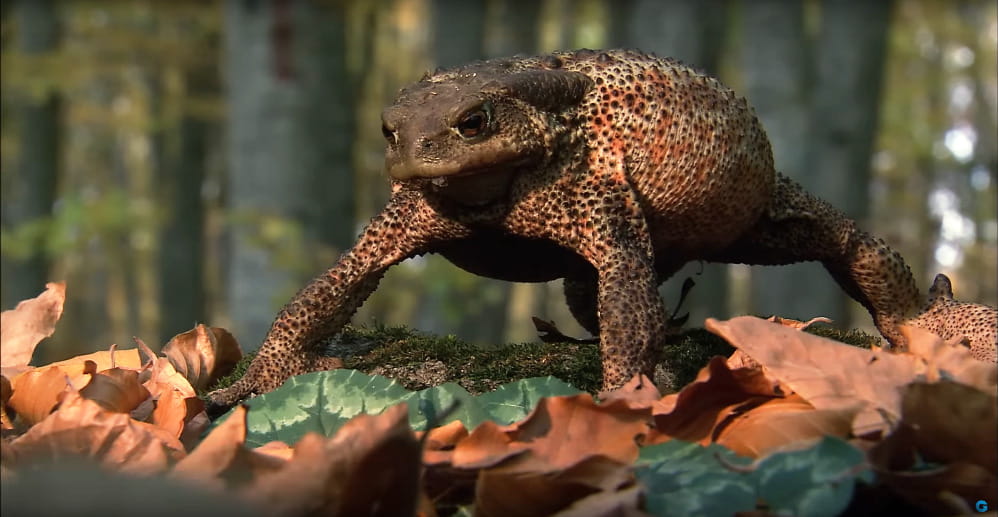 Divoké Taliansko - Od Sardínie po Abruzzo | Dokumentárny film o divokej prírode v Taliansku