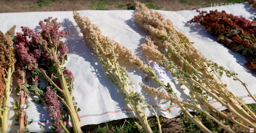 Farmári môžu pestovať 3 000 druhov Quiona. Prečo ich jeme tak málo?